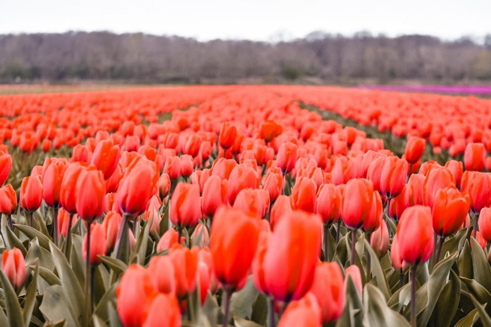 فندق Marinapark Residentie Bloemendaal Vogelenzang المظهر الخارجي الصورة